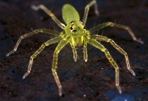 Arachnid Images Drucke: Jumping spider C018 / 2409