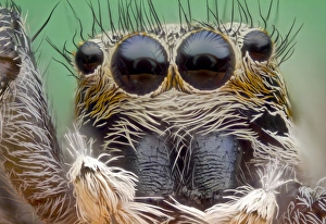 Arachnid Photography Drucke: Jumping spider C018 / 2452