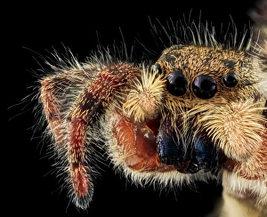 USGS Bee Lab Photos Drucke: Jumping spider C018 / 4312