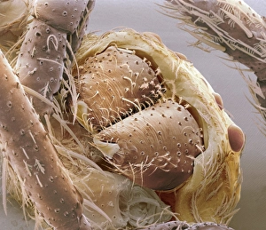 SEM Images Drucke: Jumping spider jaws, SEM