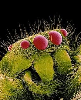 Drucke von Schnellkletternde Spinne. Farbige Rasterelektronenmikroskopaufnahme (SEM) einer Schnellkletternden Spinne (Familie Salticidae). Vier von ihren acht einfachen Augen (Ocelli) sind hier sichtbar (rot) Bilder Datiert 2001 Oktober: Springspinnmilbe (SEM)