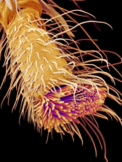 Saltatorisches Bein eines Sprungspinnens im SEM