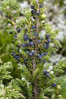 Common Juniper Drucke: Juniper berries (Juniperus communis)