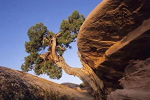 Juniper Tree Drucke: Juniper tree