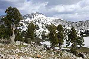 Junipers (Juniperus excelsa)