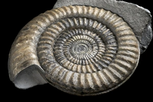Prehistoric Sea Creatures Drucke: Jurassic Ammonite