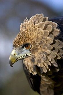 Drucke von Jungtier Bateleur-Eagle (Terathopius ecaudatus). Dieser Adler bewohnt Savanne über der Subsahara-Afrika Bilder Datiert 2007 August: Junges Bateleuradler