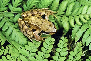 Gerahmter Druck : Junges Gemeinigkeitsfrosch Gerahmter Druck : Junges Gemeinigkeitsfrosch