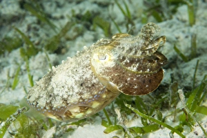 Junges Riesenradstern