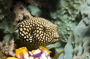 Coral Reef Fauna Drucke: Juvenile map pufferfish