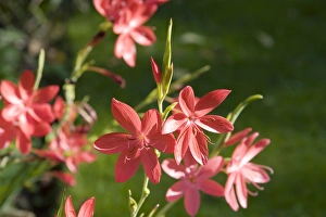 Botanical Garden Photography Drucke: Kaffir lily