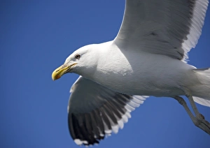 Kaikoura New Zealand Drucke: Kelp gull