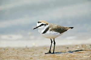 Rare Bird Species UK Drucke: Kentish plover