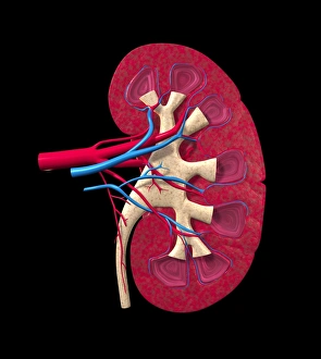 Bilder Datiert 2012 April: Kidney