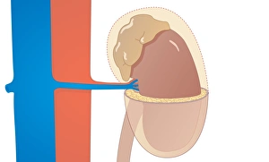Kidney Anatomy Drucke: Kidney, artwork