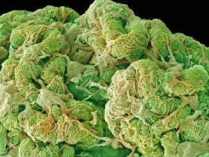 Drucke von Nierenglomerulus. Farbige Rasterelektronenmikroskopaufnahme (SEM) von Gewebe aus einem gesunden Nieren, die das glomeruläre Struktur zeigt Bilder Datiert 2006 Oktober: Nierenglomerulus, SEM