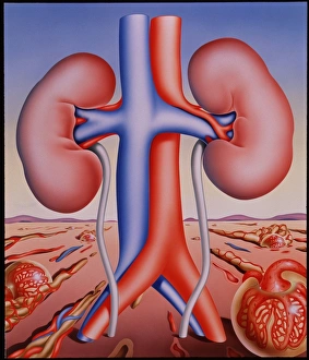Human Kidney Anatomy Drucke: Kidneys