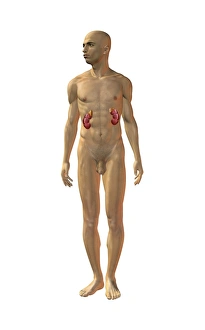 Kidney Anatomy Drucke: Kidneys, anatomical artwork