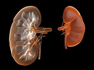 Kidney Anatomy Drucke: Kidneys, artwork