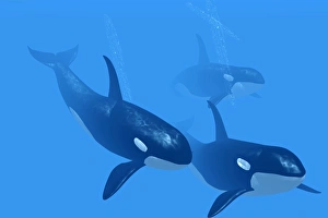 Killer Whales Drucke: Killer whales