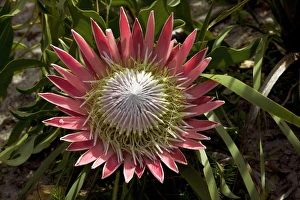 South African Wildflowers Drucke: King Protaea (Protaea cynaroides)