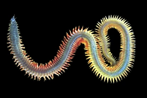 Annelid Worms Drucke: King ragworm