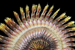Annelid Worms Drucke: King ragworm C015 / 7450