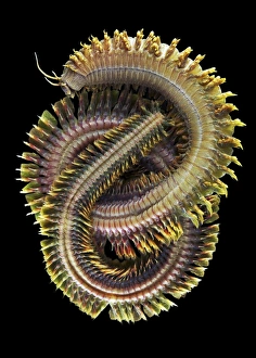 External Gills Marine Life Drucke: King ragworm C015 / 7523