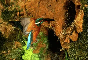 Alcedo Atthis Species Drucke: Kingfisher in flight