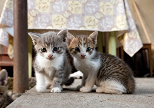 Drucke von Katzen spielen im Innenhof Rumänien Bilder Datiert 2011 Januar: Katzen in Rumänien