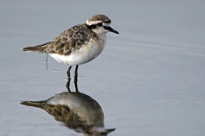 De Hoop Nature Reserve Drucke: Kittlitzs plover