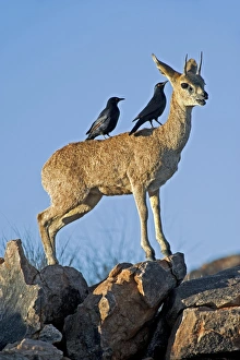 African Antelope Drucke: Klipspringer with crows C014 / 0912