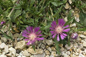 Knapweed Flowers Drucke: Knapweed (Centaurea pullata)