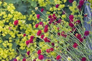 Purple Wildflowers Drucke: Knautia macedonica