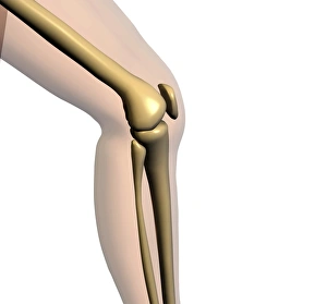 Drucke von Kniegelenk. Computerart von einem gesunden Kniegelenk aus der Seitenansicht. Das Knie ist das größte Gliedmaß im menschlichen Körper Bilder Datiert 2006 August: Kniescheiben