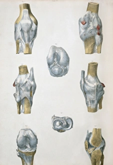 19th Century Anatomy Art Drucke: Knee bones and ligaments