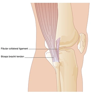 Knee Anatomy Drucke: Knee in lateral view, artwork