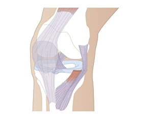 Femur Tibia Fibula Bones Drucke: Knee ligaments, artwork