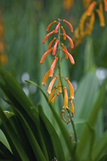 Summer Blooming Perennials Drucke: Kniphofia thomsonii