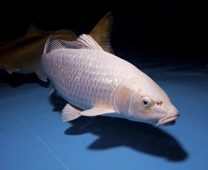 Drucke von Hikarimuji-Varietät Koi (japanisch: wörtlich brokadierte Karpfen), sind dekorative, domesticierte Sorten des Gemeinen Schleims (Cyprinus carpio) Bilder Datiert 2011 Juni: Koi-Karpenteich