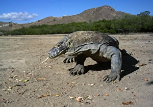 Komododrache