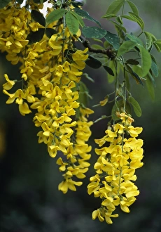 Laburnum Anagyroides Drucke: Laburnum anagyroides