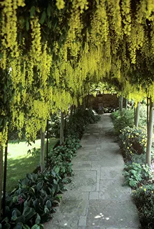 Drucke von Labournusschleifengold Arch. Laubbaum des Labournusses (Laburnumspezies) auf einer Pergola Botanische Drucke: Laburnum-Arch
