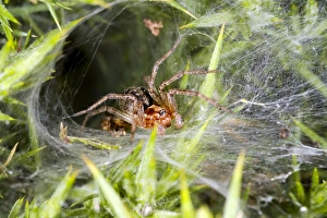 Orb Weaver Spiders Drucke: Labyrinth spider