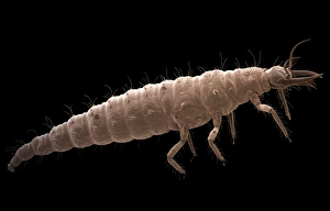Drucke von Die Larve der Seidenspinnmilbe (Chrysoperla carnea), farbige Rastertunnelmikroskopie (SEM) Bilder Datiert 2008 April: Sechsköpfige Schmetterlingslarve im SEM