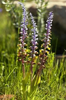 Spring Flowering Bulbs Drucke: Lachenalia mutabilis