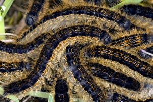 Drucke von Käferwespenraupen (Malacosoma neustria) auf Gras Bilder Datiert 2009 Dezember: Schwanzflügelmotten Rabenkäferlarven