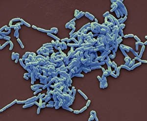 SEM Images Of Bacteria Drucke: Lactobacillus casei bacteria, SEM