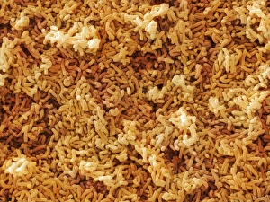 Laktobaakkus casii Bakterien (SEM)