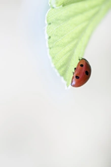 Insect Photography Nature Drucke: Ladybird